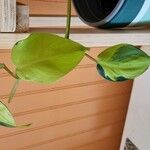 Philodendron hederaceum  var kirkbridei其他