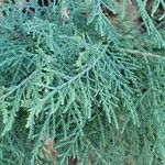 Suaeda monoica Leaf