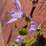 Campanula garganica Blomma