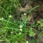 Cyperus mindorensis पत्ता