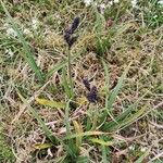 Carex nigra Habitus
