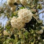 Dombeya burgessiae Цвят