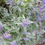 Caryopteris x clandonensis Blad