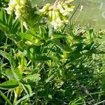 Astragalus frigidus পাতা