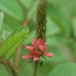 Indigofera hirsuta Kwiat