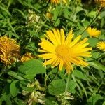 Buphthalmum salicifolium Flower