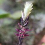 Bulbophyllum cochleatum