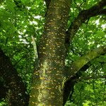 Prunus sargentii Bark