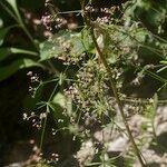 Galium obliquum عادت