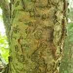 Maackia amurensis 樹皮