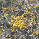 Cneorum pulverulentum Flower