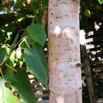 Betula papyrifera बार्क (छाल)