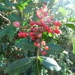 Schinus terebinthifolius Plod