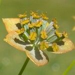Bupleurum subovatum फूल