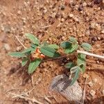 Indigofera senegalensis Leaf