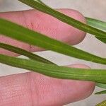 Solidago ptarmicoides Hoja