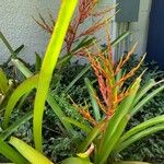 Aechmea blanchetiana Flower