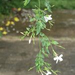 Jasminum polyanthum Franch.Habit