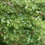 Dalbergia melanoxylon Лист