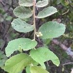 Grewia monticola Leaf