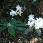 Rhododendron auriculatum Hoja