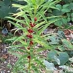 Polygonatum verticillatumFrucht