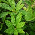 Rodgersia aesculifolia Yaprak