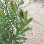 Comandra umbellata Leaf