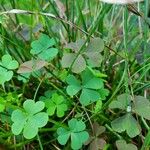 Oxalis stricta Levél