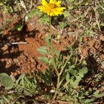 Coreopsis nuecensis Hábitos