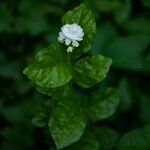 Jasminum sambac Blomma