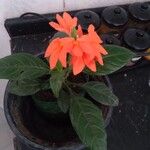 Crossandra infundibuliformisÕis