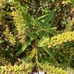 Hebe salicifolia Feuille
