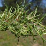 Poa bulbosa Likasa