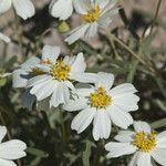 Melampodium leucanthum Кветка