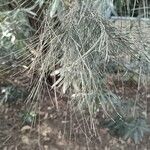 Casuarina cunninghamiana Blad