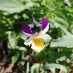 Viola arvensis Květ