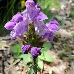Prunella hastifolia Fula