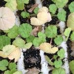 Pelargonium spp. Vivejo