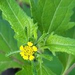 Sigesbeckia orientalisFlower