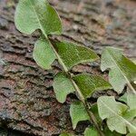 Taraxacum erythrospermum Levél
