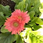 Gerbera viridifolia Flor