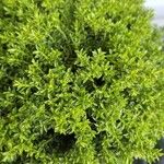 Hebe cupressoides 葉