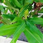 Hedychium flavescens Leaf