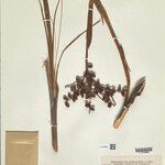 Iriartella setigera Fruit