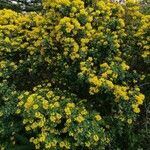 Coronilla coronata Habitatea