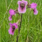 Eulophia cucullata Flor