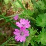 Geranium molle Kvet