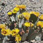 Opuntia macrocentra Habitus