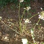 Allium cernuum Habit